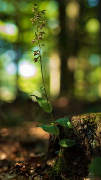 Hybride Epipactis helleborine x E. purpurata