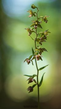 Hybride Epipactis helleborine x E. purpurata