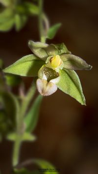 Hybride Epipactis helleborine x E. purpurata