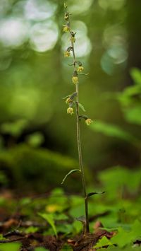 Kleinbl&auml;ttrige Stendelwurz (Epipactis microphylla)