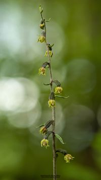 Kleinbl&auml;ttrige Stendelwurz (Epipactis microphylla)