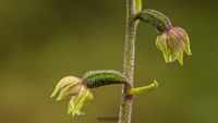 Kleinbl&auml;ttrige Stendelwurz (Epipactis microphylla) 22.06.24 Pesch 3 Kopie