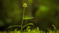 Kleinw&uuml;chsige Breitbl&auml;ttrige St&auml;ndelwurz (Epipactis helleborine ssp. minor)