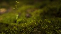 Kleinw&uuml;chsige Breitbl&auml;ttrige St&auml;ndelwurz (Epipactis helleborine ssp. minor)