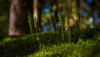 Kriechendes Netzblatt (Goodyera repens)