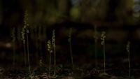 Kriechendes Netzblatt (Goodyera repens)