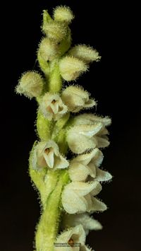 Kriechendes Netzblatt (Goodyera repens)