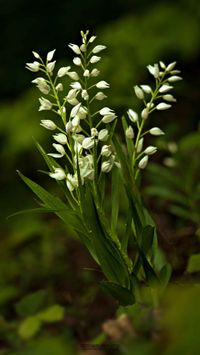 Langbl&auml;ttriges Waldv&ouml;glein (Cephalanthera longifolia)