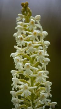 M&uuml;cken-H&auml;ndelwurz (Gymnadenia conopsea f. albiflora )