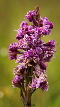 M&uuml;cken-H&auml;ndelwurz (Gymnadenia conopsea) Missbildung