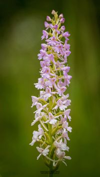 M&uuml;cken-H&auml;ndelwurz (Gymnadenia conopsea)