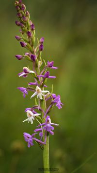 M&uuml;cken-H&auml;ndelwurz (Gymnadenia conopsea) rot -wei&szlig;e Farbchim&auml;re