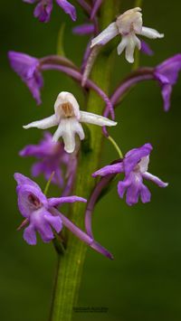 M&uuml;cken-H&auml;ndelwurz (Gymnadenia conopsea) rot -wei&szlig;e Farbchim&auml;re