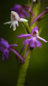 M&uuml;cken-H&auml;ndelwurz (Gymnadenia conopsea) rot -wei&szlig;e Farbchim&auml;re