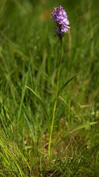 Moor-Knabenkraut (Dactylorhiza maculata subsp. elodes)