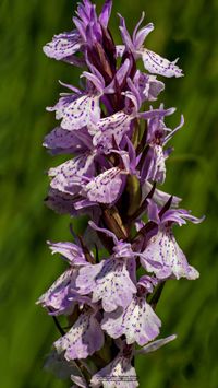 Moor-Knabenkraut (Dactylorhiza maculata subsp. elodes)