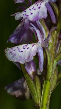 Moor-Knabenkraut (Dactylorhiza maculata subsp. elodes), Spornl&auml;nge 3 4 der Fruchtknotenl&auml;nge