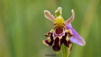 Ophrys apifera var. friburgensis