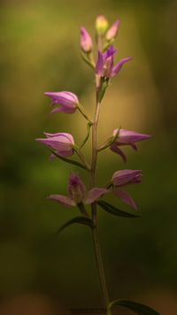 Rotes Waldv&ouml;glein (Cephalanthera rubra)