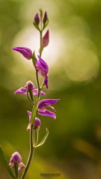 Rotes Waldv&ouml;glein (Cephalanthera rubra)