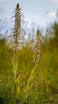 Sp&auml;tbl&uuml;hende Bocks-Riemenzunge ([Himantoglossum hircinium var. aestivalis]