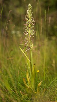 Sp&auml;tbl&uuml;hende Bocks-Riemenzunge ([Himantoglossum hircinium var. aestivalis]