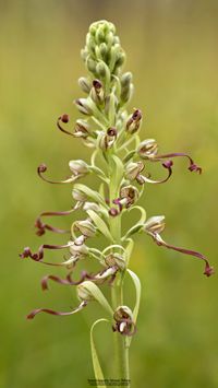 Sp&auml;tbl&uuml;hende Bocks-Riemenzunge ([Himantoglossum hircinium var. aestivalis]