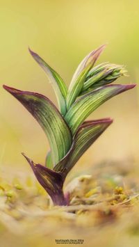 Braunrote Stendelwurz (Epipactis atrorubens)