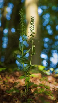 &Uuml;bersehene St&auml;ndelwurz (Epipactis neglecta) mit Merkmalsn&auml;he zu Epipactis helleborine