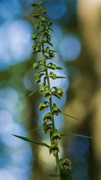 &Uuml;bersehene St&auml;ndelwurz (Epipactis neglecta) mit Merkmalsn&auml;he zu Epipactis helleborine