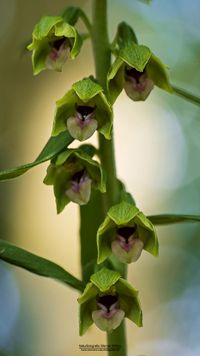 &Uuml;bersehene St&auml;ndelwurz (Epipactis neglecta) mit Merkmalsn&auml;he zu Epipactis helleborine