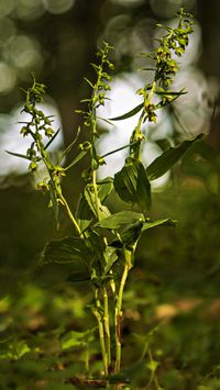 &Uuml;bersehene St&auml;ndelwurz (Epipactis neglecta)