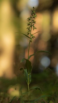 M&uuml;llers St&auml;ndelwurz&bdquo;Waldform&ldquo;Epipactis muelleri var. saltuaria