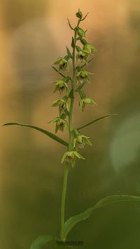 M&uuml;llers St&auml;ndelwurz&bdquo;Waldform&ldquo;Epipactis muelleri var. saltuaria -2 Kopie