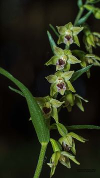 M&uuml;llers St&auml;ndelwurz&bdquo;Waldform&ldquo;Epipactis muelleri var. saltuaria