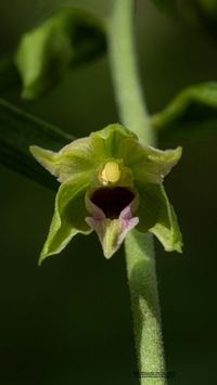 M&uuml;llers St&auml;ndelwurz&bdquo;Waldform&ldquo;Epipactis muelleri var. saltuaria