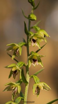 M&uuml;llers St&auml;ndelwurz&bdquo;Waldform&ldquo;Epipactis muelleri var. saltuaria