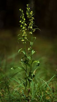 M&uuml;llers Stendelwurz (Epipactis muelleri)