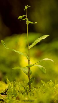 Kleinw&uuml;chsige Breitbl&auml;ttrige St&auml;ndelwurz (Epipactis helleborine ssp. minor)