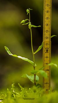 Kleinw&uuml;chsige Breitbl&auml;ttrige St&auml;ndelwurz (Epipactis helleborine ssp. minor)