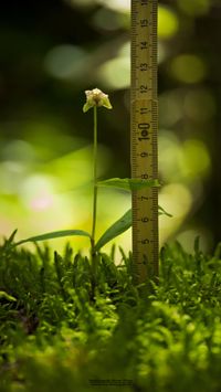 Kleinw&uuml;chsige Breitbl&auml;ttrige St&auml;ndelwurz (Epipactis helleborine ssp. minor)