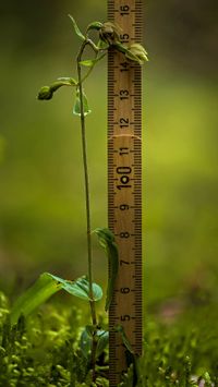 Kleinw&uuml;chsige Breitbl&auml;ttrige St&auml;ndelwurz (Epipactis helleborine ssp. minor)