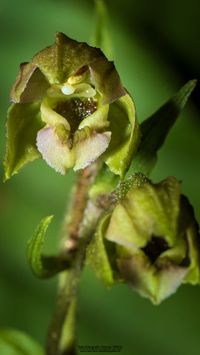 Kleinw&uuml;chsige Breitbl&auml;ttrige St&auml;ndelwurz (Epipactis helleborine ssp. minor)