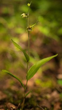 Kleinw&uuml;chsige Breitbl&auml;ttrige St&auml;ndelwurz (Epipactis helleborine ssp. minor)