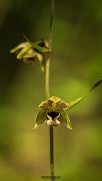 Kleinw&uuml;chsige Breitbl&auml;ttrige St&auml;ndelwurz (Epipactis helleborine ssp. minor)