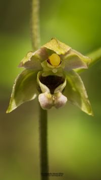 Kleinw&uuml;chsige Breitbl&auml;ttrige St&auml;ndelwurz (Epipactis helleborine ssp. minor)