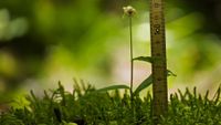 Kleinw&uuml;chsige Breitbl&auml;ttrige St&auml;ndelwurz (Epipactis helleborine ssp. minor)