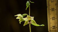 Kleinw&uuml;chsige Breitbl&auml;ttrige St&auml;ndelwurz (Epipactis helleborine ssp. minor)