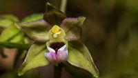 Kleinw&uuml;chsige Breitbl&auml;ttrige St&auml;ndelwurz (Epipactis helleborine ssp. minor)