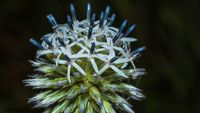 Dr&uuml;senbl&auml;ttrige Kugeldistel (Echinops sphaerocephalus) Neophyt